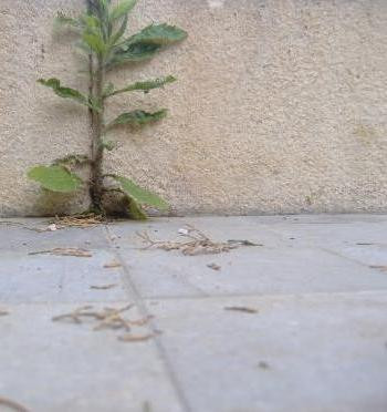Absent Without Leave / Cono Norte 3