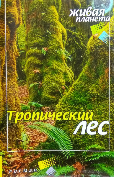 Тропический Лес