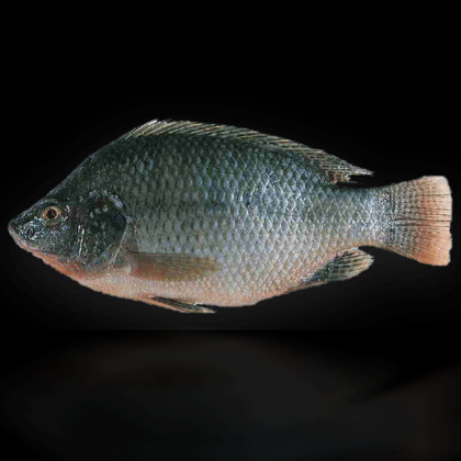 The Tilapia EP
