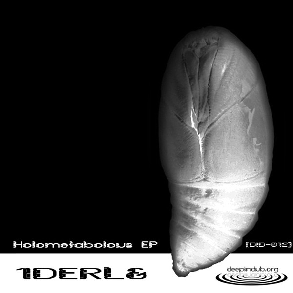 Holometabolous EP
