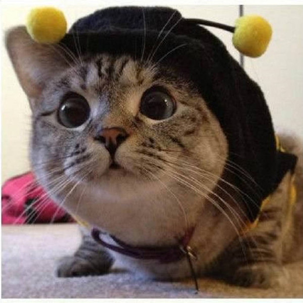 Blue Blue Oh Baby Cat