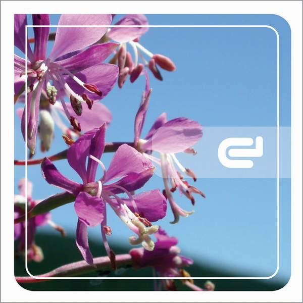 Welches Purple EP