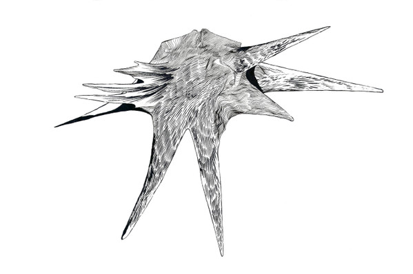 Seed