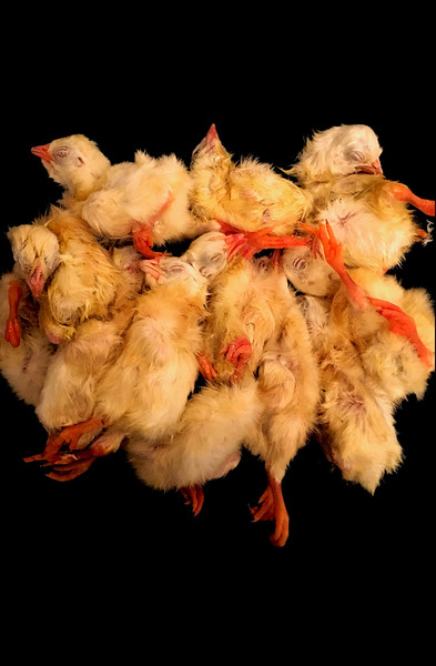 Chicken