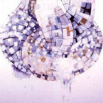 Glossolalia