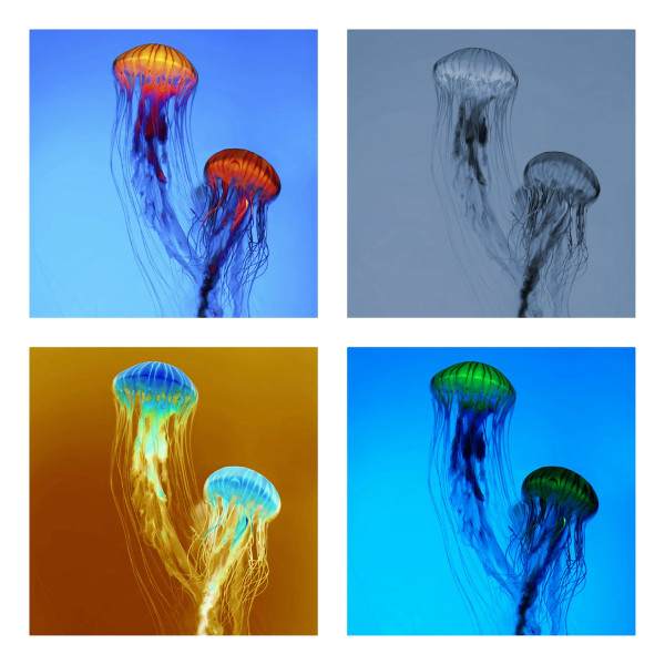 The Jellyfish E​.​P​.​s 