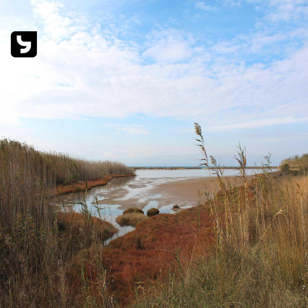 Wetlands