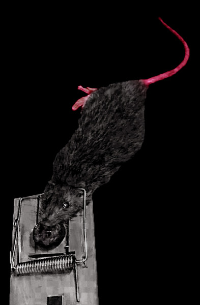 Rat
