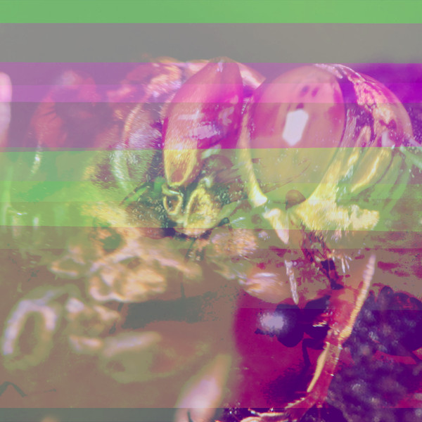 .​.​.​Oh, It's "Just" Some Weird Bug Noise, Really.
