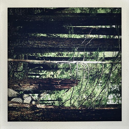Something In The Trees