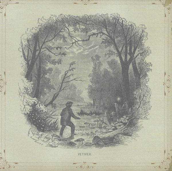 Vetiver