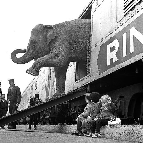 Elephant Steps