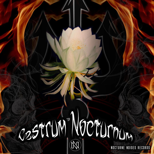 Cestrum Nocturnum