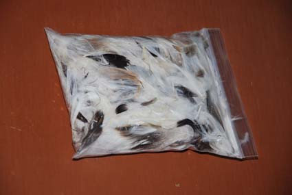 Home Made Pigeon