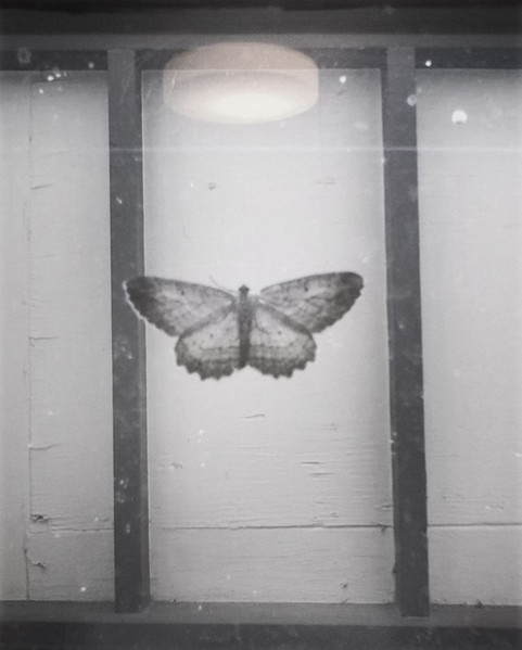 Birdmilk Is Feathers