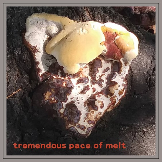 Tremendous Pace Of Melt