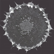 Stacte.4 / Black Sunflower (Recto/Verso)