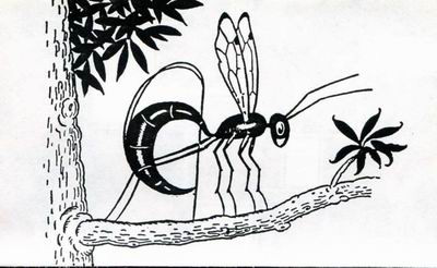 Black Sickle