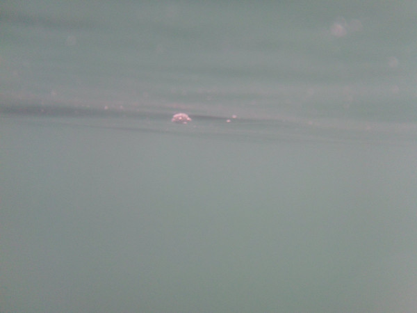 Static Swimmers