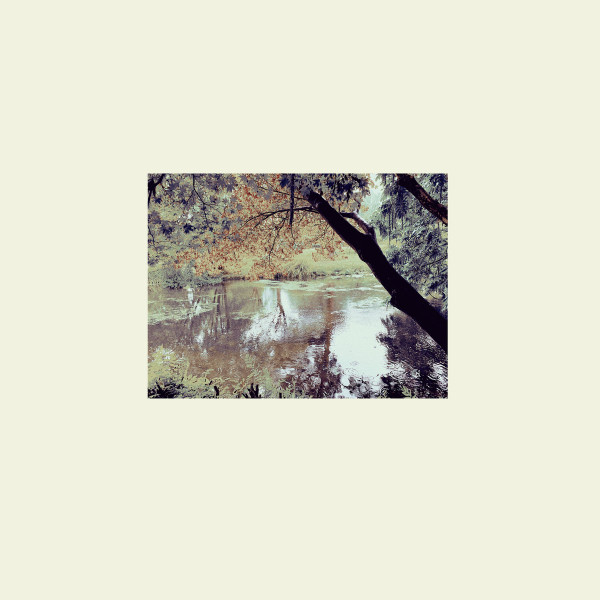 Sheltered Under Oak