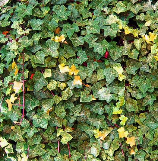 Leaves