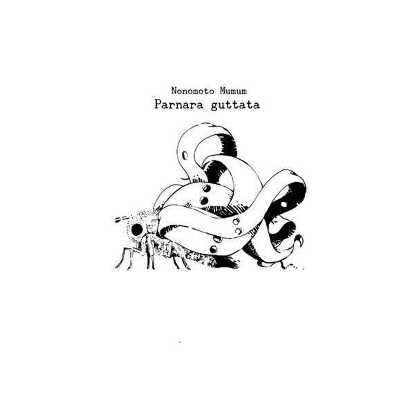 Parnara Guttata