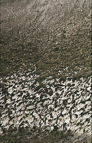 Bird Swarm, Bird's Warm, Bird's Worm