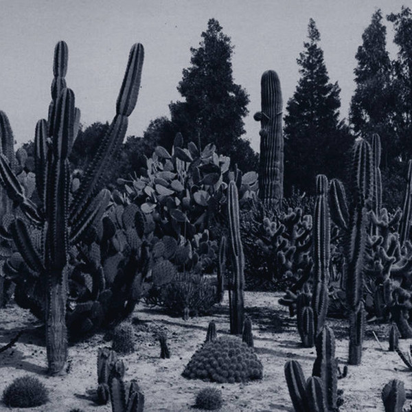 Cactaceas