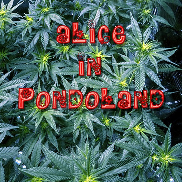 Alice In Pondoland