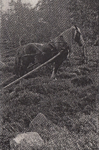 Lavåret