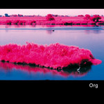 OrganLanguage EP1