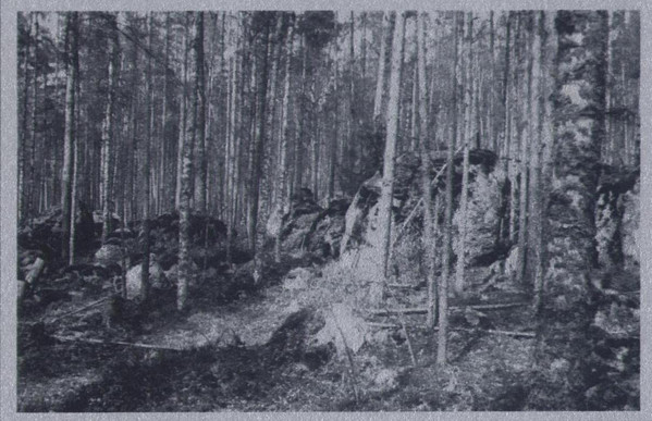 The Silver Forest