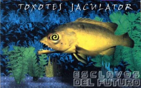 Toxotes Jaculator