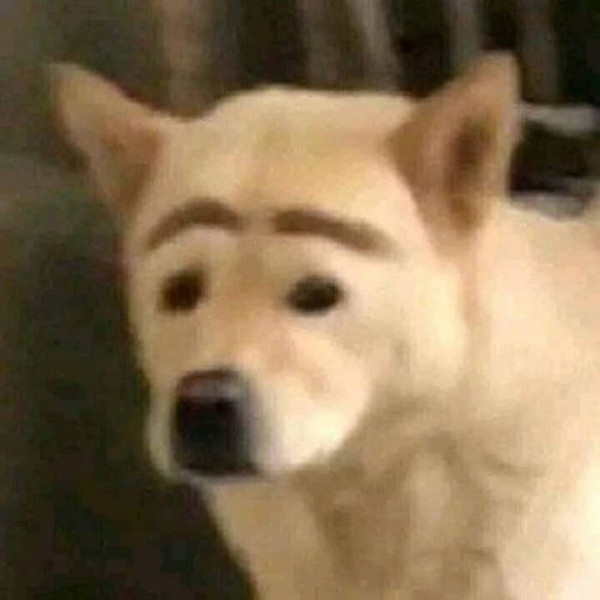 What Da Dawg Doin?