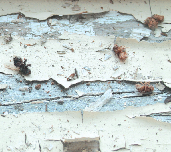 Dead Insect Smell