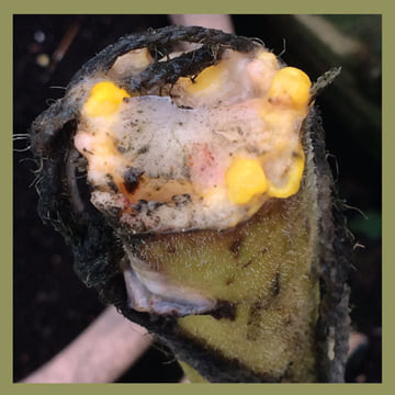 Attract And Reproduced