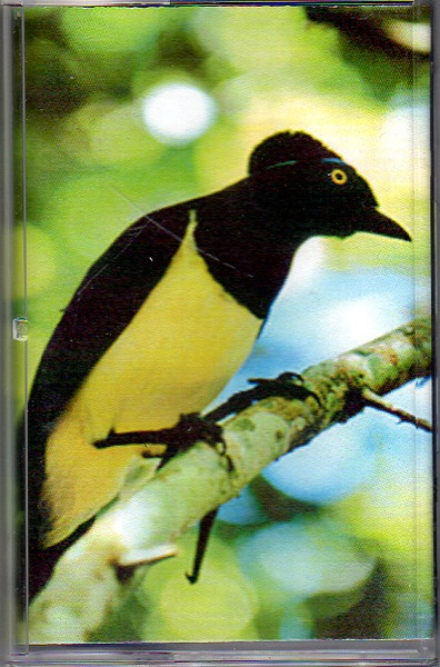 Birds Of Paradise