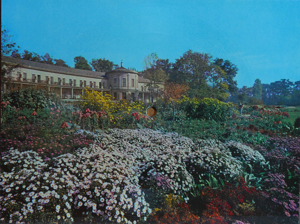 Rosen, Tulpen, Nelken