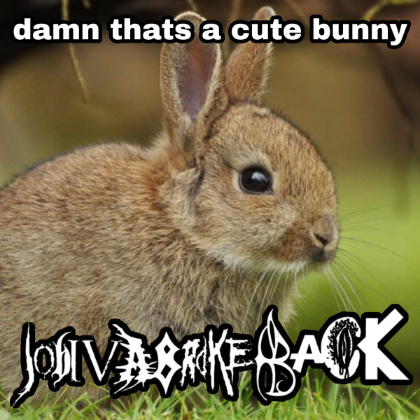 .​.​.​Damn, That's A Cute Bunny