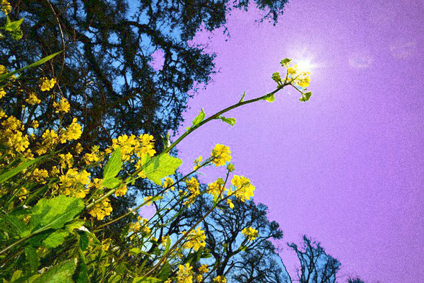 Lay Down In The Flower Bed