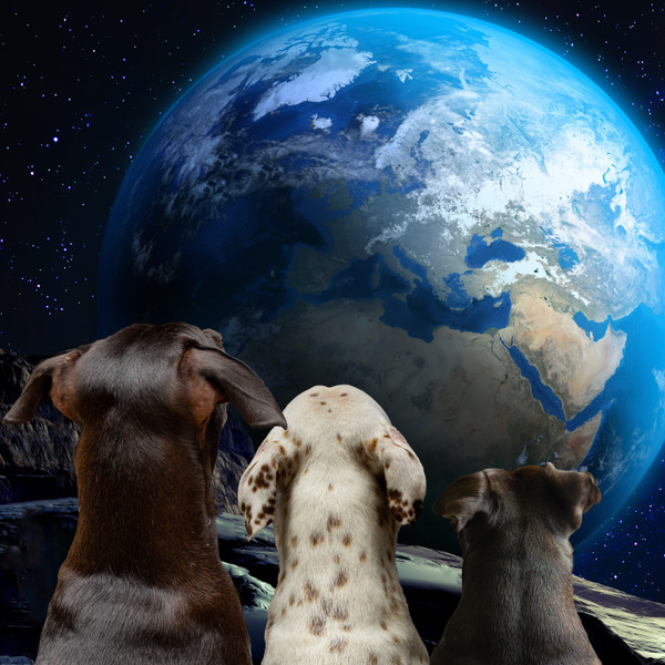 Send Us Our Dogs Back