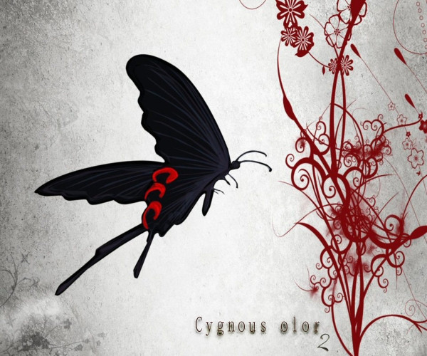 Cygnus Olor 2