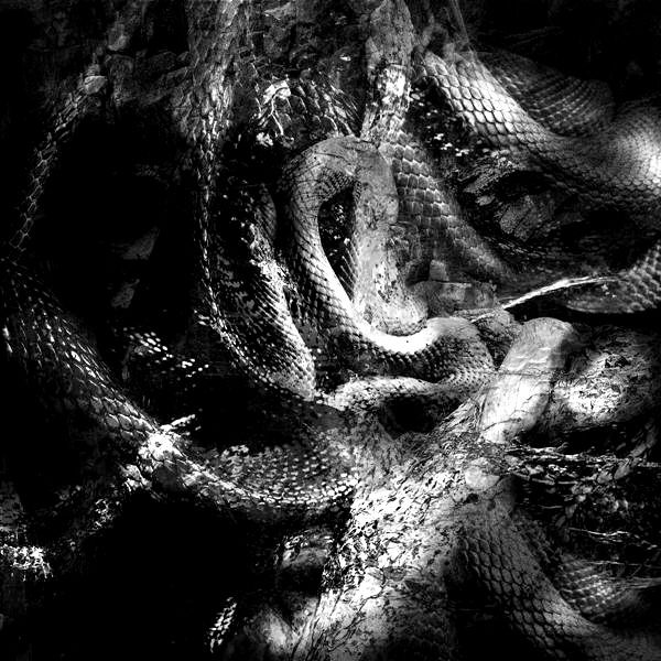  Sect Of Serpents 