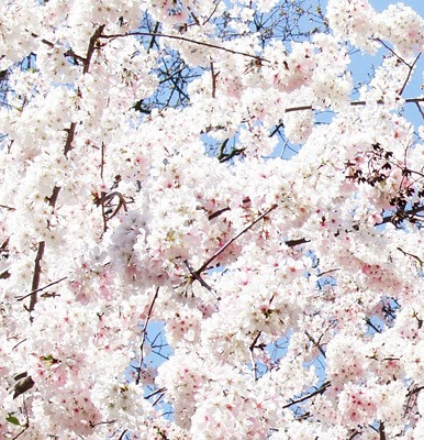 Full Bloom