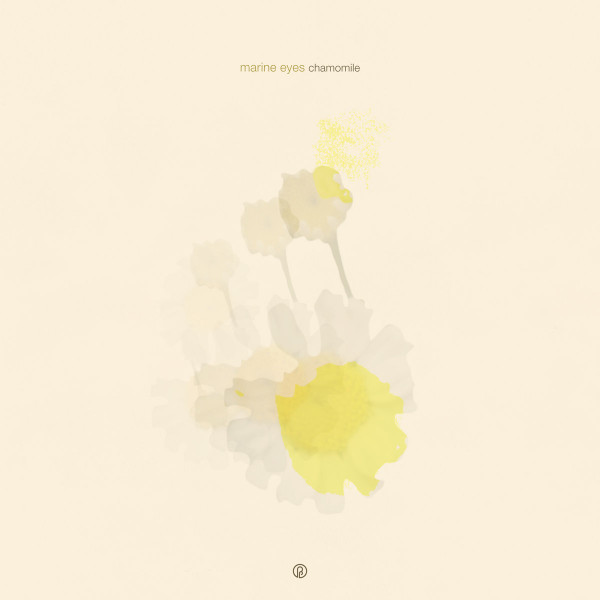 chamomile