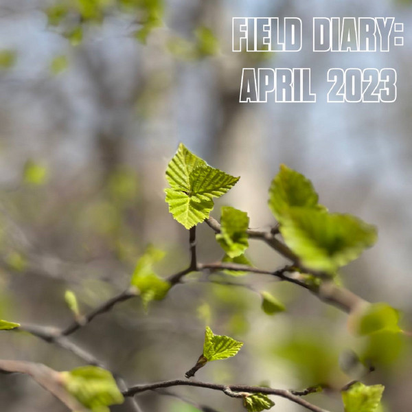 Field Diary: April 2023