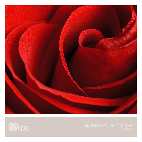 Withering Rose