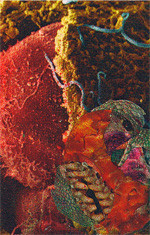 Quasar
