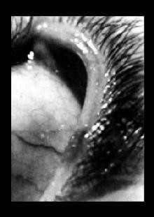 Paraphilia Worsh(wh)ip