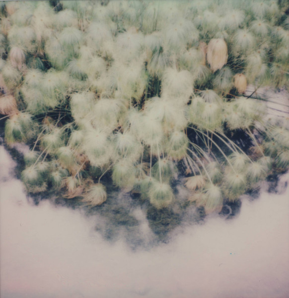 Memory Blossom